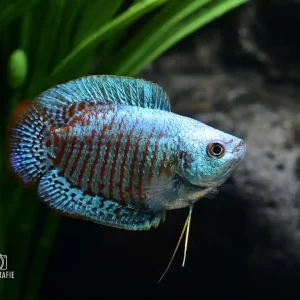 Neon Zwergfadenfisch (Trichogaster lalia/lalius var.) Mega-Angebot